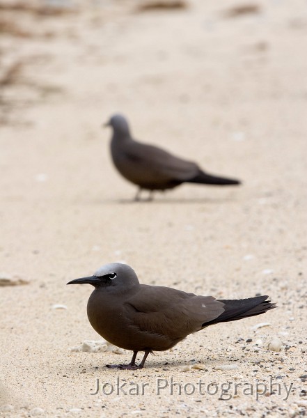 Lord Howe Island_20061209_113.jpg